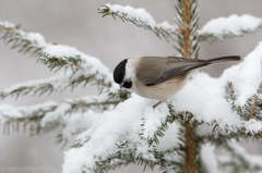 149 Sumpfmeise - Parus palustris